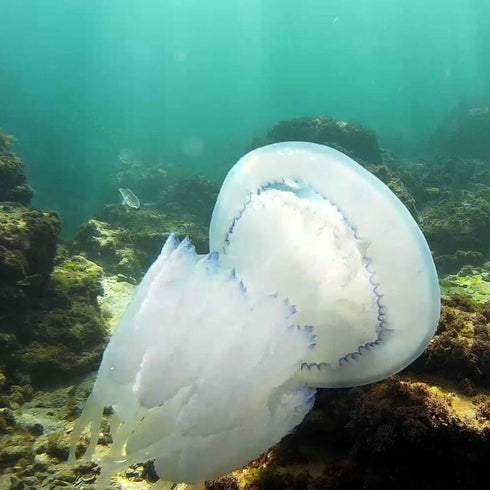 Diving in the Black Sea